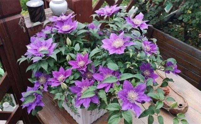 32种花养护大全，新手也能学的会，一年花开好几茬！