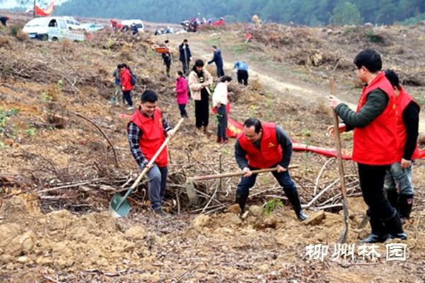 开展2023年新春珍贵树种义务植树活动