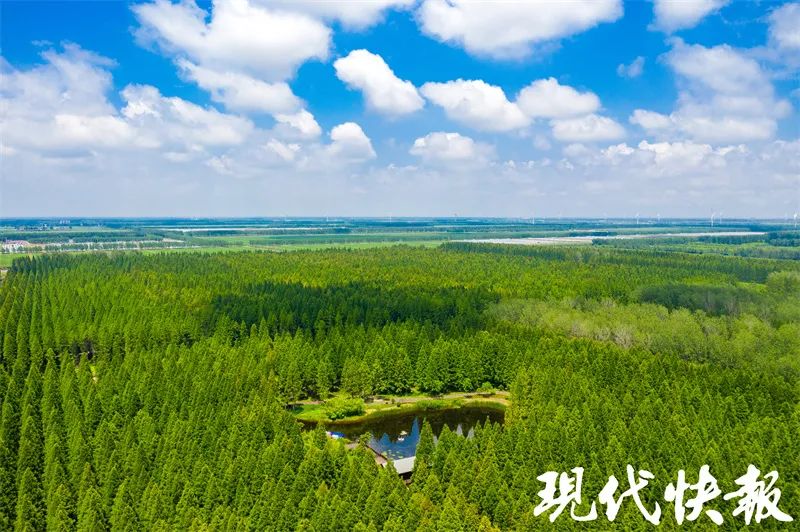 打造千里绿色生态长廊！江苏启动国土绿化高质量发展特色精品工程建设