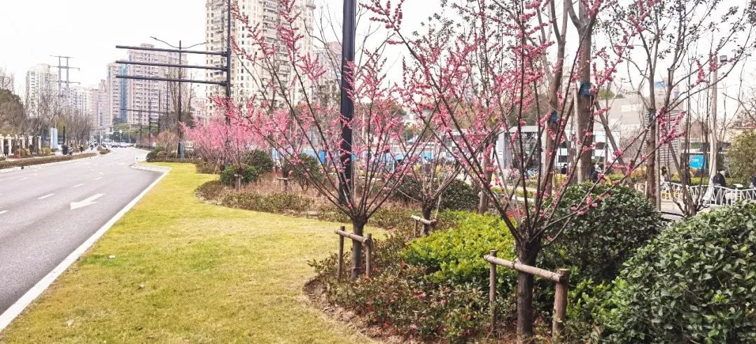赞！长宁这三座地铁站周边的绿化景观焕新颜