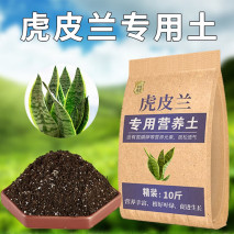 虎尾兰的养殖方法和注意事项
