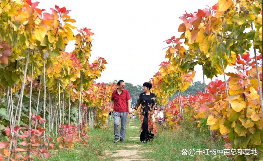 知道吗？景区、农庄、美丽乡村和园林景观绿化升级了