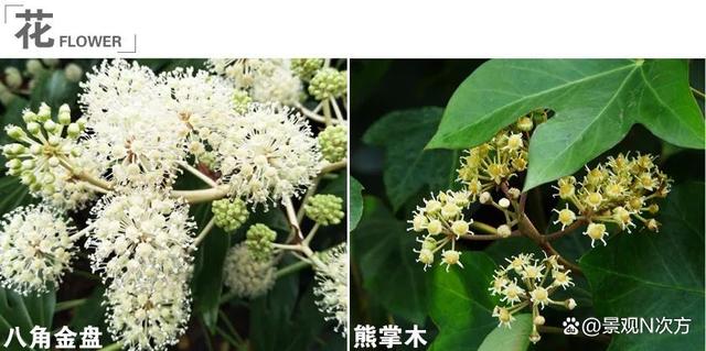 景观绿化中易混淆的植物品种。还在傻傻分不清吗