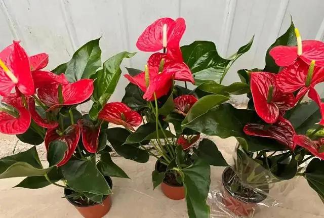 劝你别养这3种花，家里要有赶快扔，老花匠都“上当”了