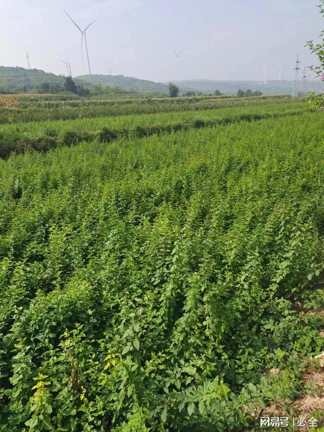 河北地区适用的60种灌木品种推荐