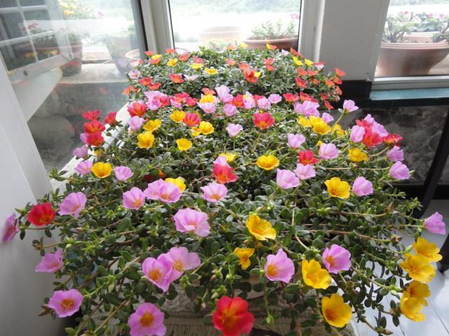 植物界的6种“花美人”，谁看了都喜欢，容易养“上瘾”