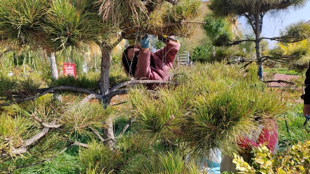 鄂托克前旗：秋季“梳妆”好时节 绿化提升不停歇