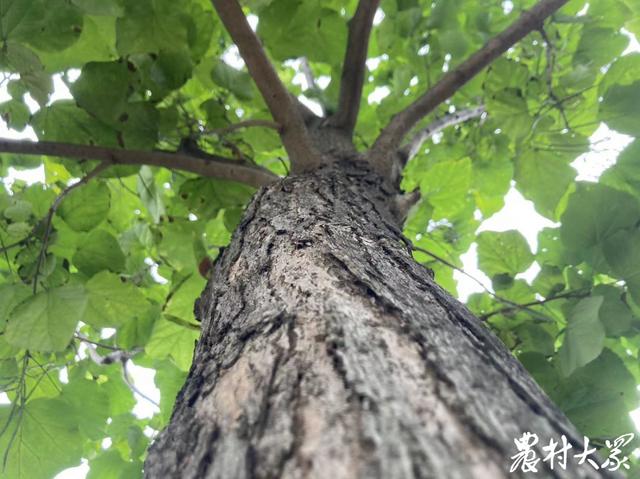 栽活15万株，80余种树木！遭遇重创后，这家林场涅槃重生