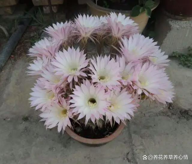 养花8年，发现4种花，真是“买花一时爽，七天花火葬场”