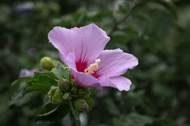木槿花好养吗？