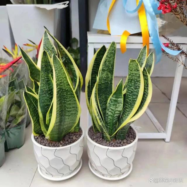 花卉种植的秘密武器：选择合适花盆培养健康花朵的关键！