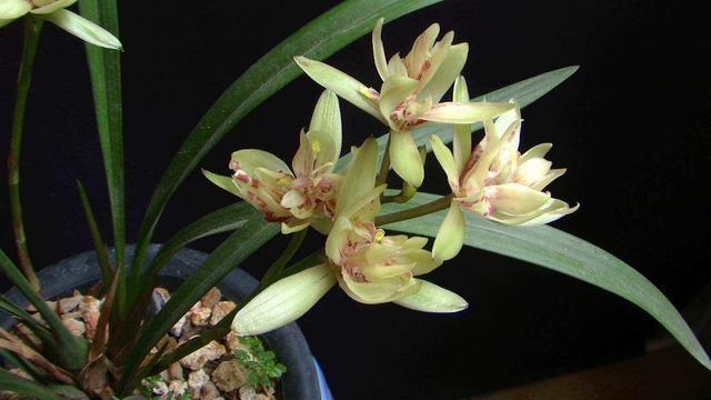 这种兰花形状奇特，香味还十分浓郁，关键一年还能开3次花