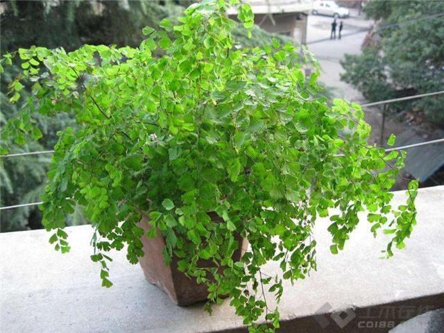 2种花天生怕晒“太阳”，再喜欢也别晒，否则叶黄、不开花