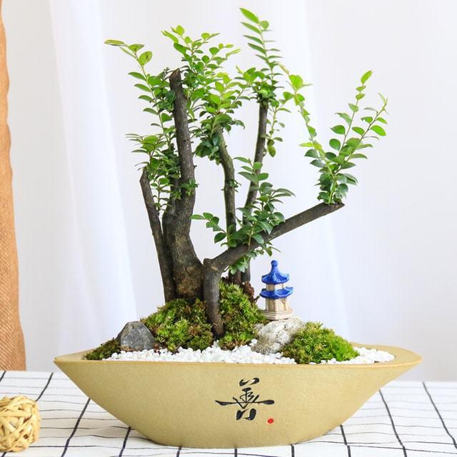 教你轻松养出小叶紫檀盆景，不容错过！