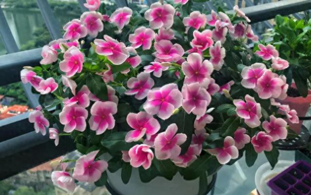 花市探寻：7种花爱不释手，品养千纸鹤，错过唏嘘难挽回