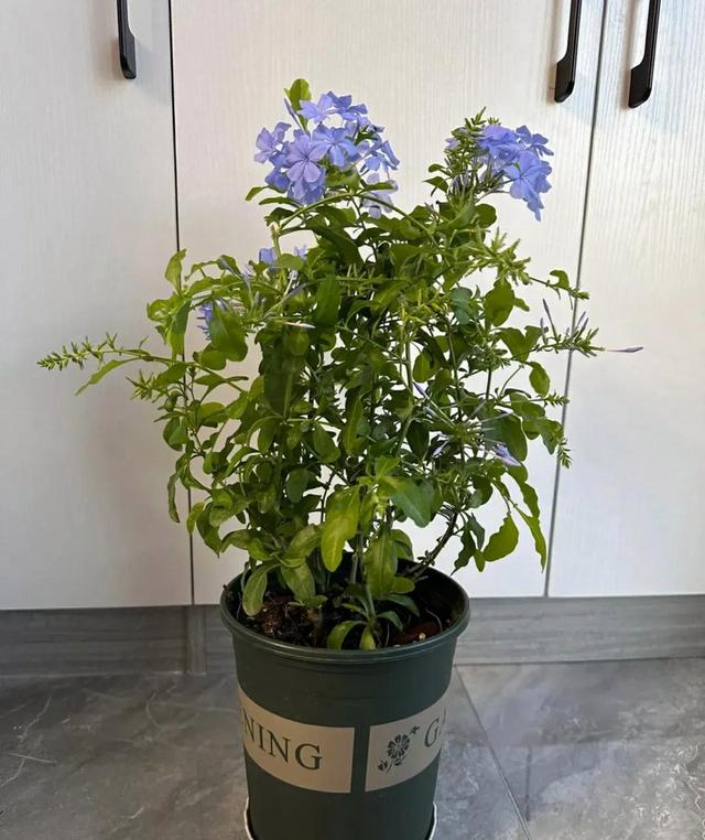 7月初，适合扦插5种花，天气越热生根越快，太省心了