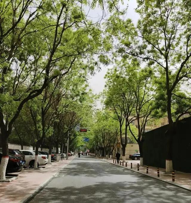 曾红极一时的5种“绿化树”，如今却很少见了，不适合终会被淘汰