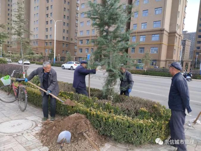阳春三月 绿化补植补造正当时