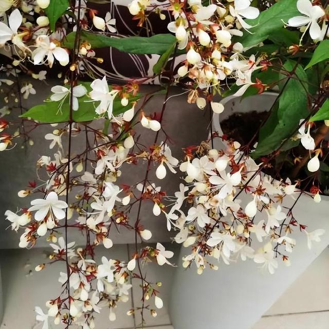 精品绿植——垂丝茉莉