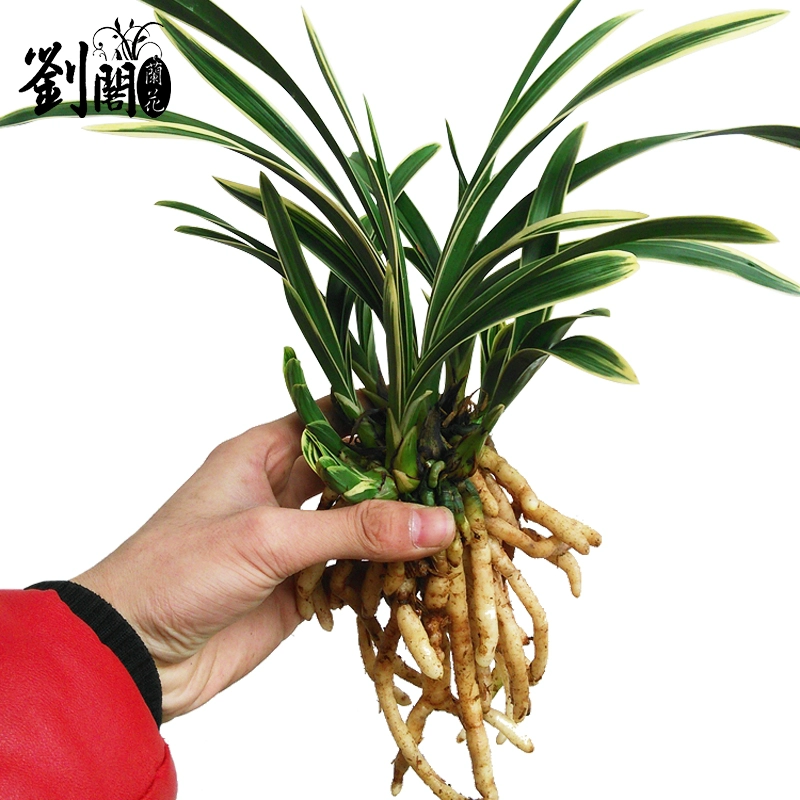 矮种兰花帝王妃的养护秘诀，让你也能成为养花达人！
