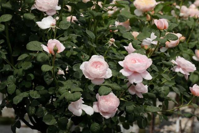 月季花界的“女神”—瑞典女王，又美又仙，四季花开，值得拥有
