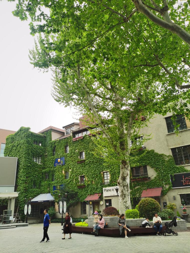 公园城市建设中的立体绿化，你知道哪些
