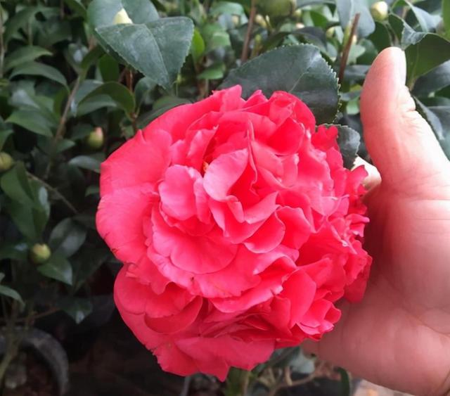南方别养牡丹了，养盆“赤色烟火”，花大颜色红，香气馥郁