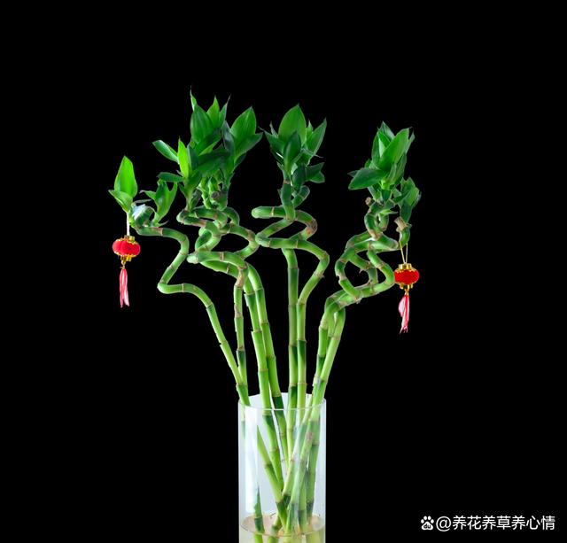 5种花，高颜值又好养，摆在家里寓意“招财纳福”，对身体也好