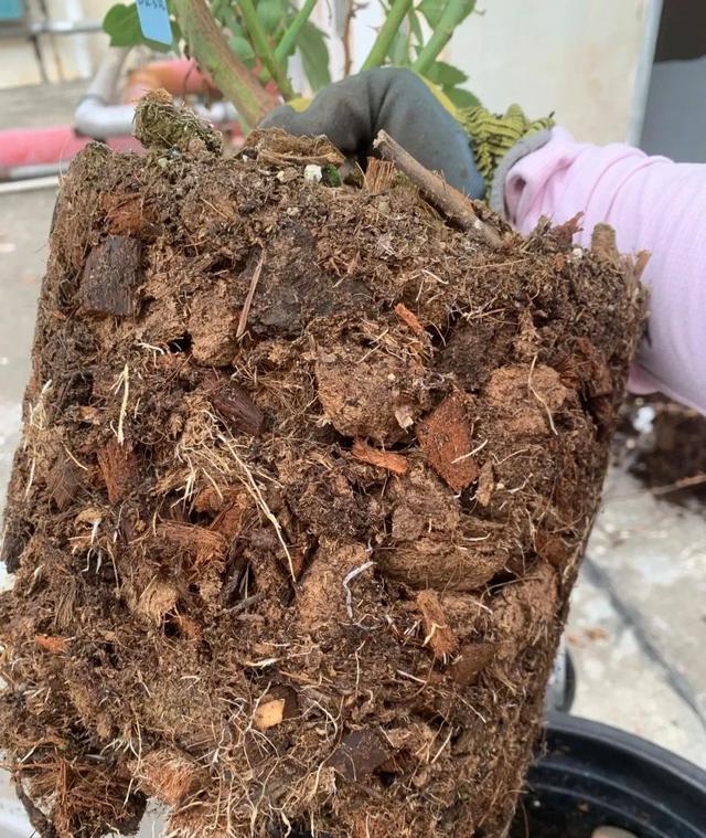 4种药片养花能“起死回生”，浇水时候放一片，壮根叶绿，长疯了