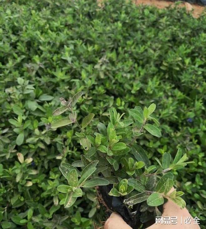 “蓝星花”怎么种才能更茂盛