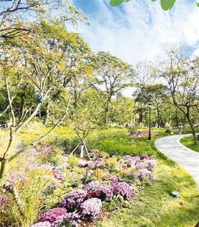 青岛：50万株乡土树种“回归”，公园城市“增绿”又“添彩”