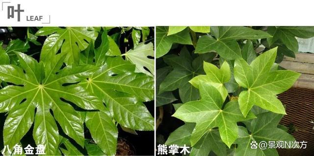 景观绿化中易混淆的植物品种。还在傻傻分不清吗