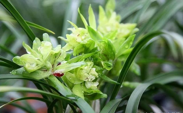 喜欢兰花的花友们，可以选择余蝴蝶兰花，香气浓烈醇正