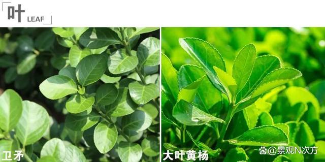 景观绿化中易混淆的植物品种。还在傻傻分不清吗