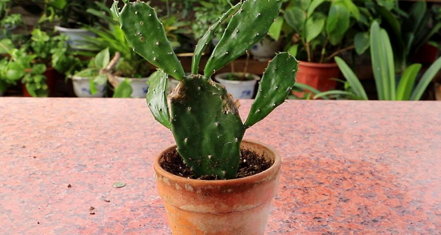 饥荒仙人掌怎么移植