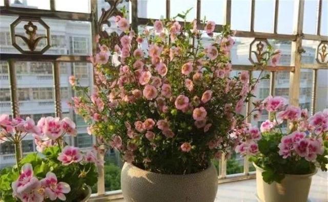 32种花养护大全，新手也能学的会，一年花开好几茬！