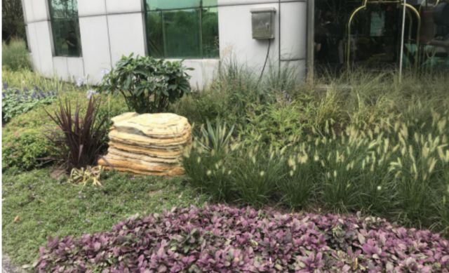 江苏泰州：一花一世界，一树一景观