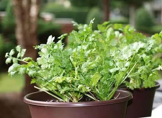 阳台养花老是收空盆？别急，用空盆学种6种菜，蔬菜自由惹人羡