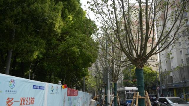 一起来探班！武宁南路沿线绿化恢复工程亮点→