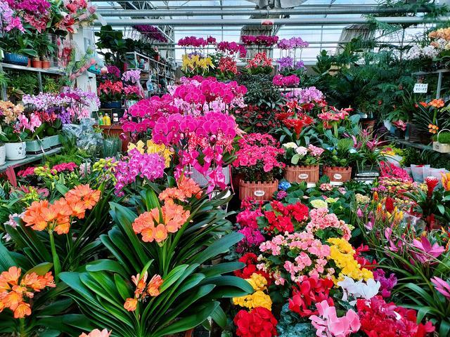 9种“吉祥花”，已沦为“便宜货”，但养了才知道，开花有多香