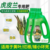 虎尾兰的养殖方法和注意事项