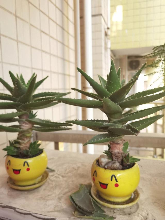 俗话说“养花用小盆，根壮花满盆”，10种花，用小盆，更好养