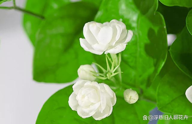 三伏天茉莉花养护，4件事情做起来，伏天花朵蹭蹭开