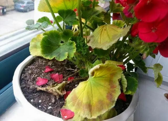 温度高，8种花再旱也“不能喷水”，不是唬人，都是花钱买的教训