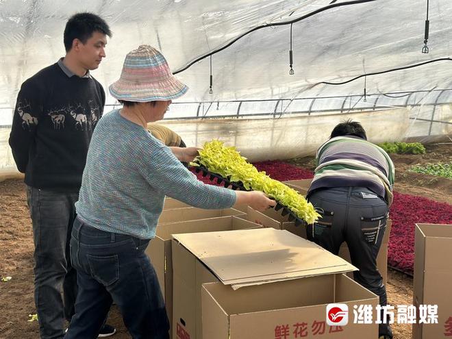 潍坊：绿化好时节，忙出好“钱”景