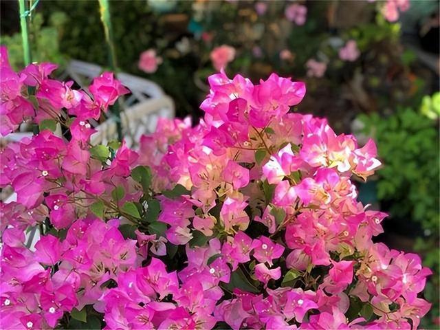 “多光照、多通风、少浇水”，懒养的6种花，满足这3条才能长势旺