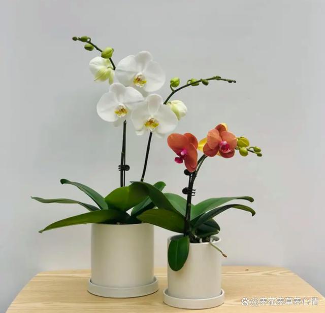养花8年，发现4种花，真是“买花一时爽，七天花火葬场”