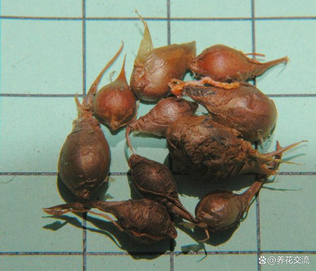 秋植酢浆草养护指南