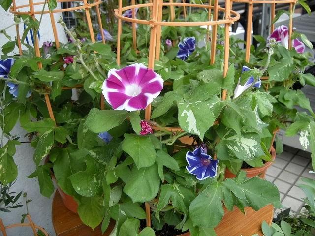 6种“入侵花”，别养院子里，种子太凶猛，一旦泛滥，除之不尽