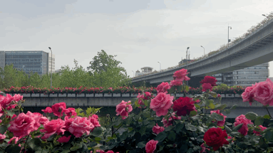 成都的绿化带，比开业花篮还热闹